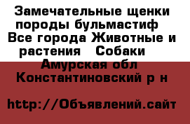 Замечательные щенки породы бульмастиф - Все города Животные и растения » Собаки   . Амурская обл.,Константиновский р-н